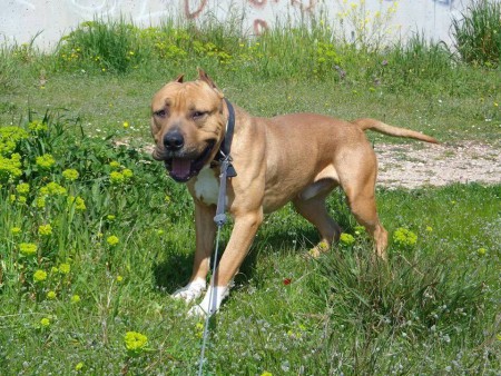 https://dogarchive.kennel-apbt.com/details.php?id=193726